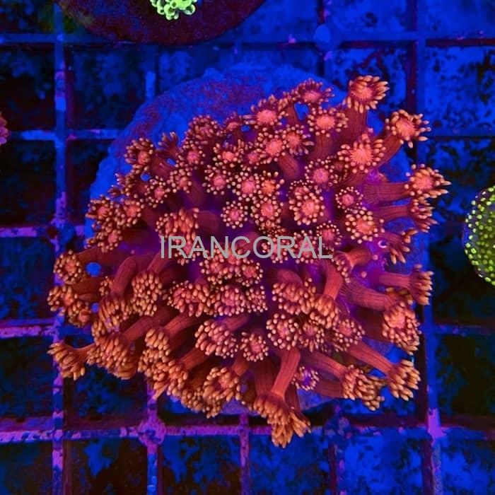 آموزش حرفه ای نکات نگهداری از گانیوپورا