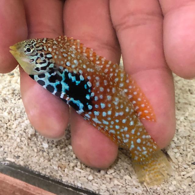 Macropharyngodon bipartitus - Blue Star Leopard Wrasse