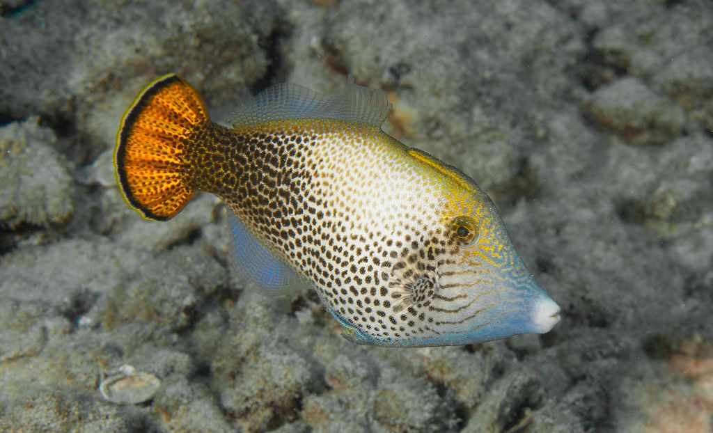 21 рыба. Pervagor Filefish. Pervagor janthinosoma. Первагор черноголовый (краснохвостый). Рыба Гавайи.