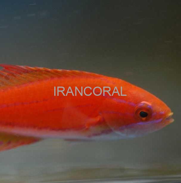 راس فلاشر دم زرد ماده