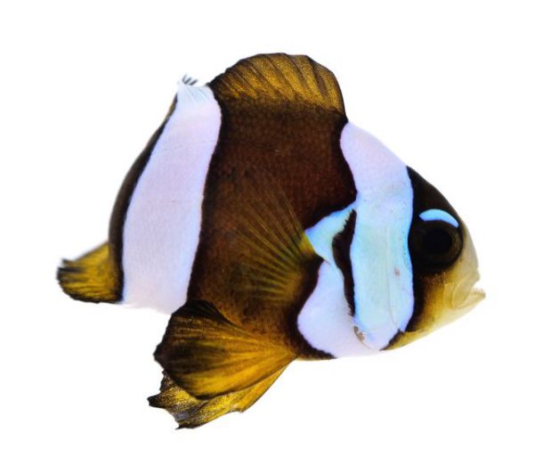 Pearl Eye Clarkii Clownfish