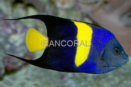 فرشته ماهی آسفور بالغ