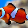 دلقک ماهی پرکولا دو خط Misbar Percula Clownfish