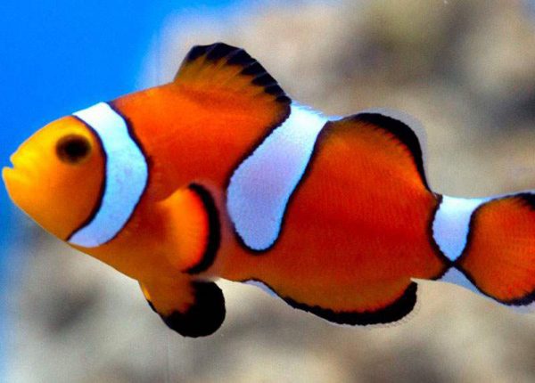 دلقک ماهی پرکولا دو خط Misbar Percula Clownfish
