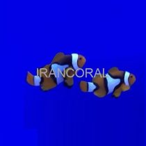 دلقک ماهی پرکولا