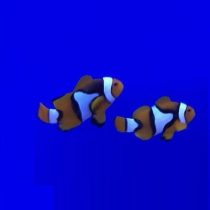 دلقک ماهی پرکولا