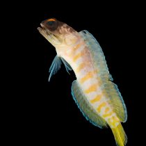 آرواره ماهی کلاه مشکی