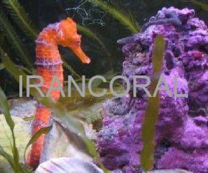 اسب دریایی نارنجی