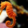 اسب دریایی نارنجی