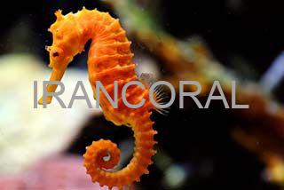 اسب دریایی نارنجی