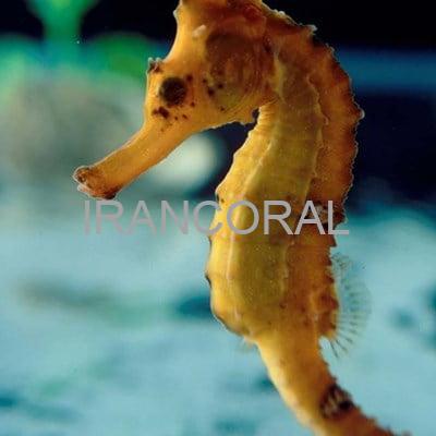 اسب دریایی نارنجی