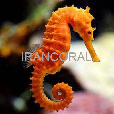 اسب دریایی نارنجی