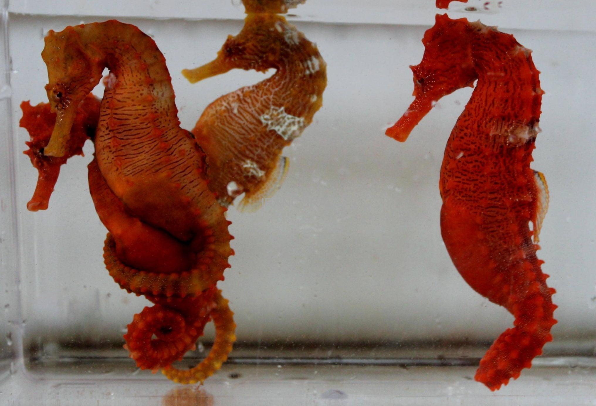 اسب دریایی نارنجی