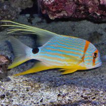 اسنپر باله بلند