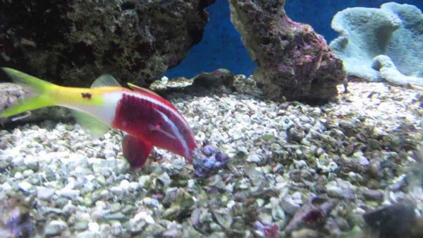Bicolor Goatfish