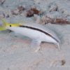 Yellow Back Goatfish