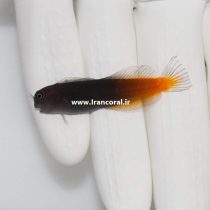 بلنی بای کالر