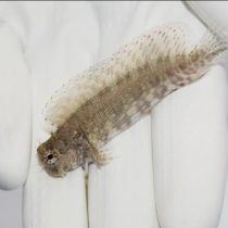 Algae Blenny