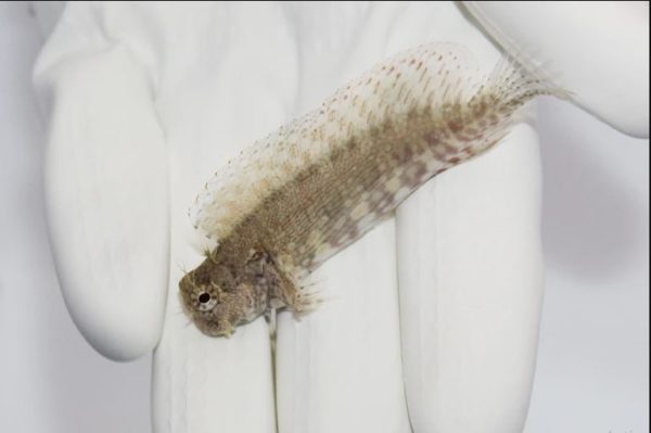 Algae Blenny