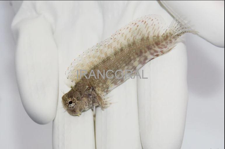 Algae Blenny