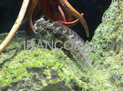 Algae Blenny