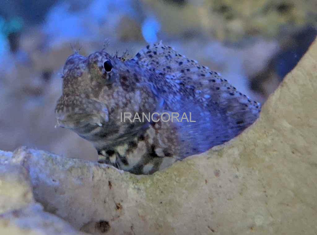 Algae Blenny