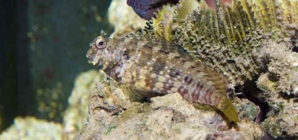 Algae Blenny
