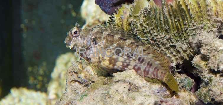 Algae Blenny