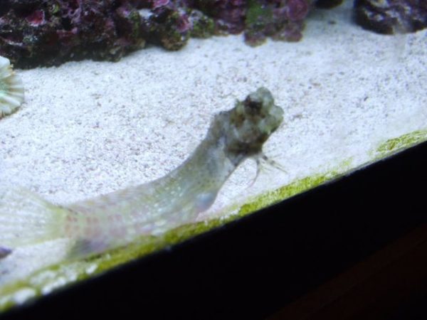 Algae Blenny