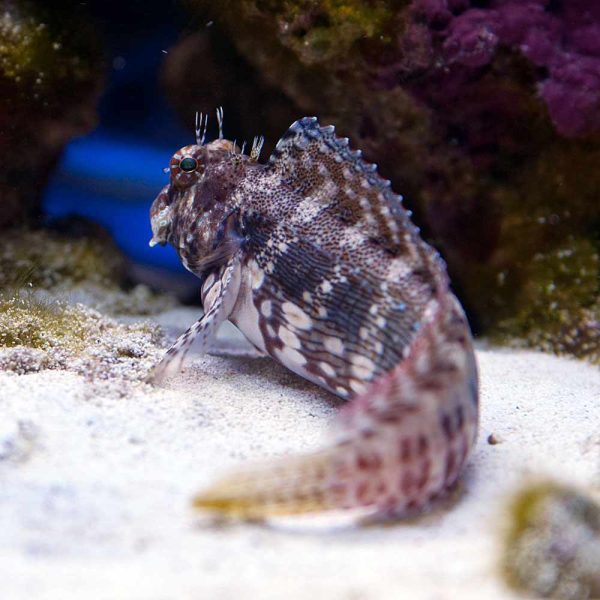 Algae Blenny