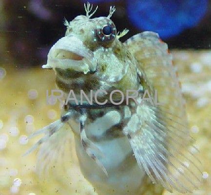 Algae Blenny