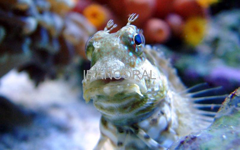 بلنی خزه ای