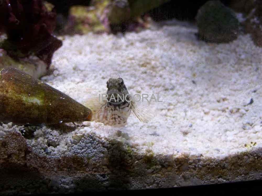 Algae Blenny