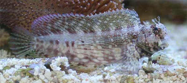 Algae Blenny