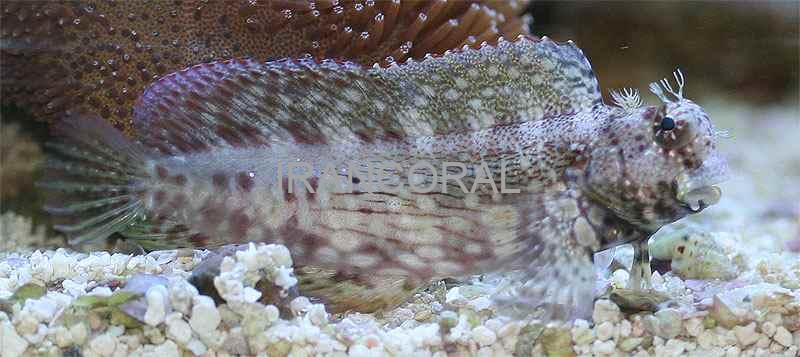 Algae Blenny