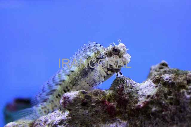 بلنی خزه ای