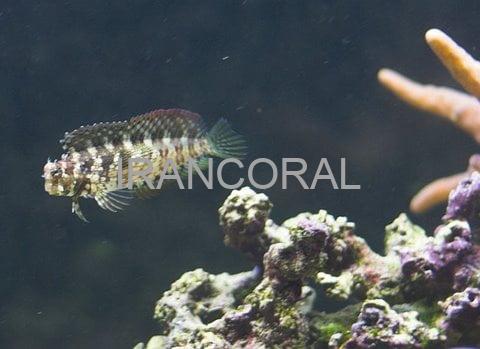 Algae Blenny