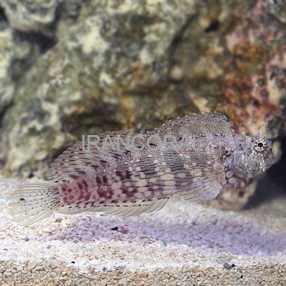 Algae Blenny