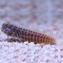 Segmented Sailfin Blenny