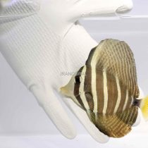 جراح ماهی باله بادبانی