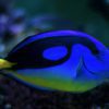 Yellow Belly Regal Blue Tang