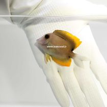 Bristletooth Tomini Tang