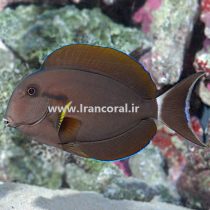 جراح ماهی تک خط