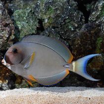 Acanthurus leucocheilus