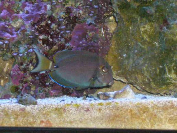 Acanthurus leucocheilus