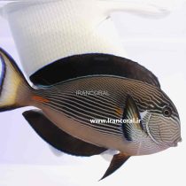 جراح ماهی دم قیچی