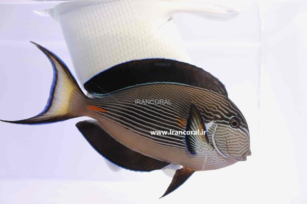 جراح ماهی دم قیچی