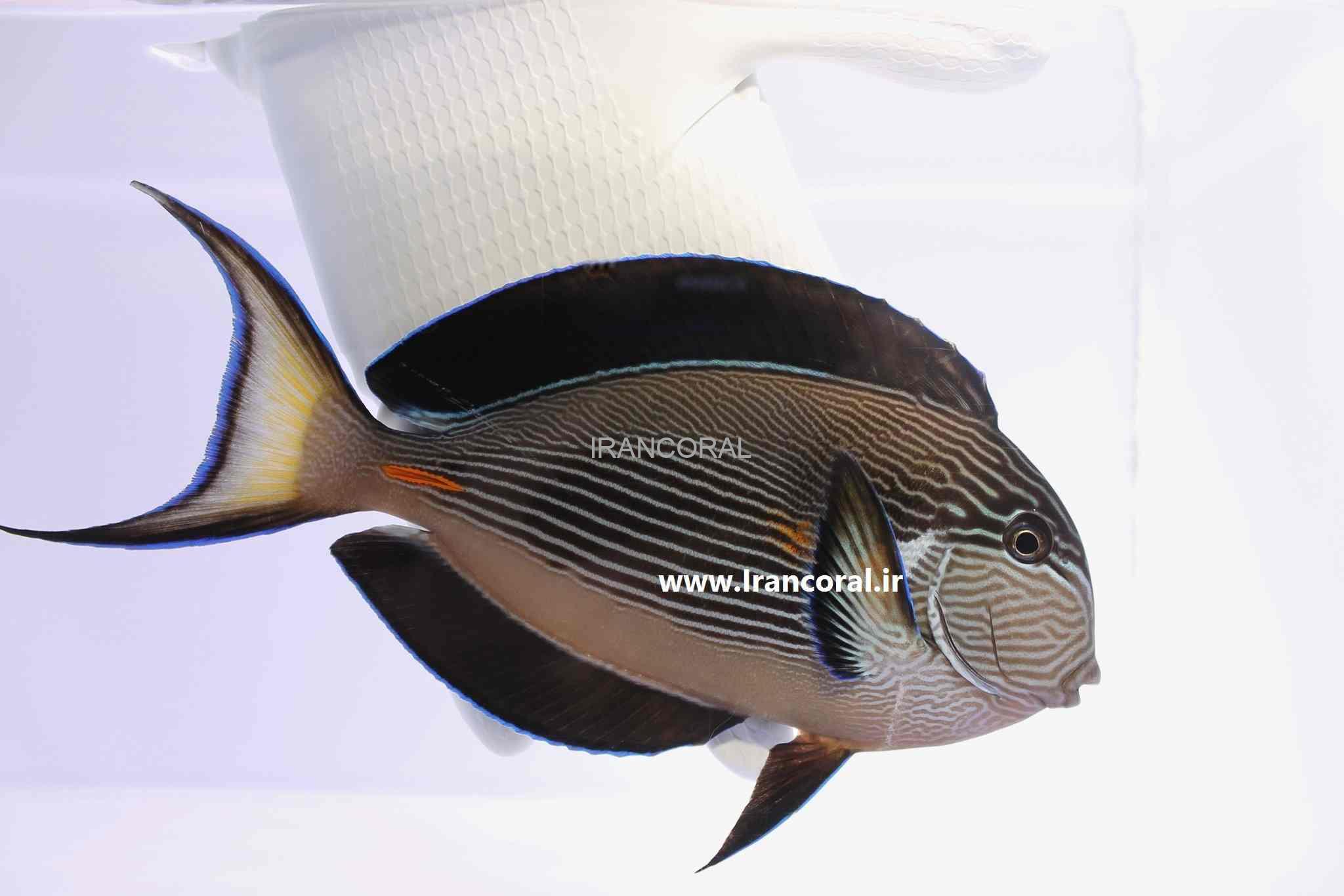 جراح ماهی دم قیچی