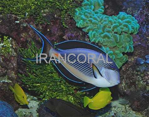 جراح ماهی دم قیچی