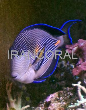 جراح ماهی دم قیچی